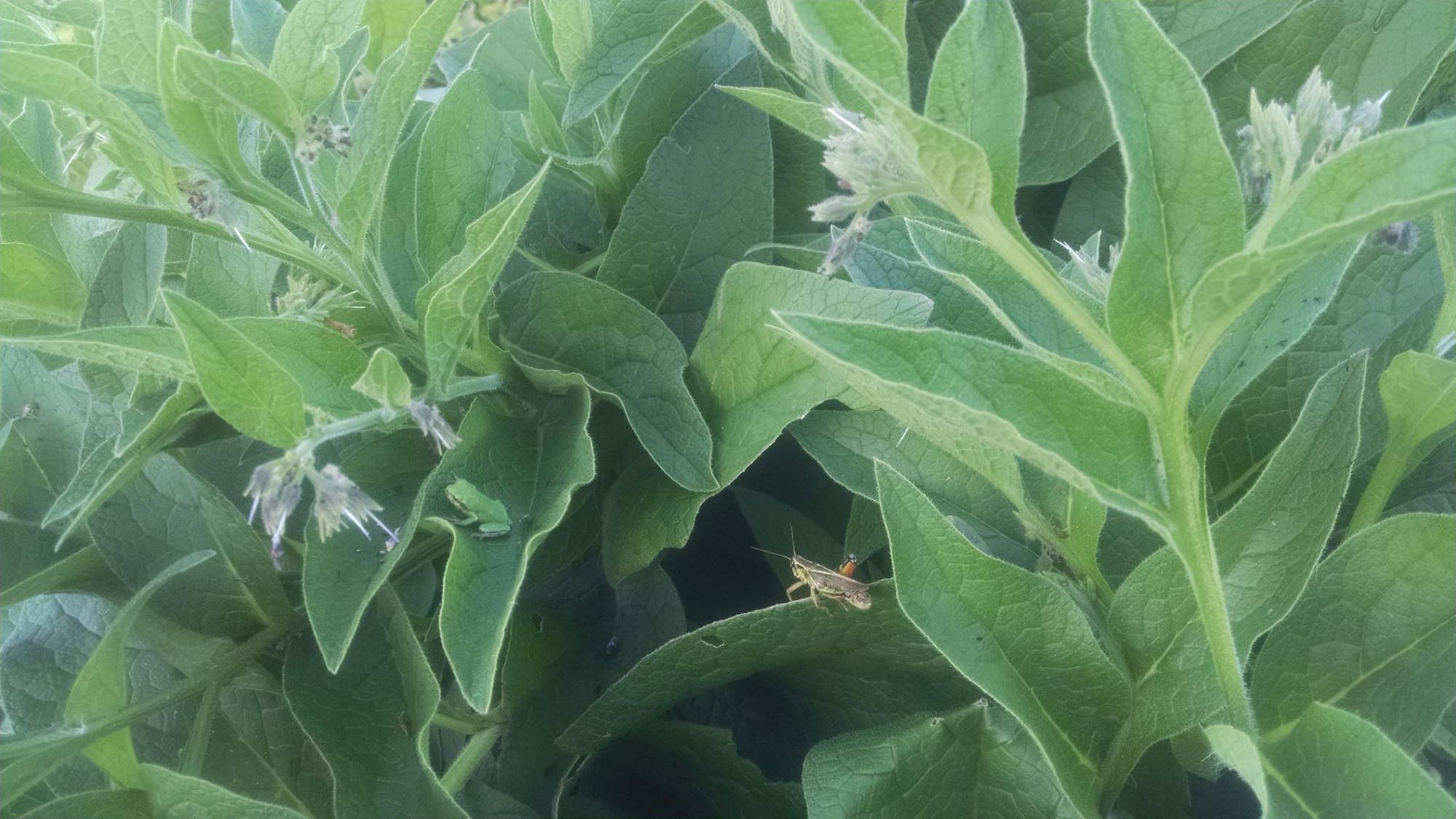 hoppers from facebook_WP